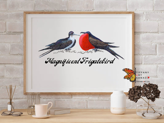 Magnificent Frigatebird Print